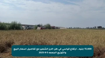 15,600 جنيه.. ارتفاع قياسي في طن الأرز الشعير مع تفاصيل أسعار البيع والتوزيع الجمعة 5-9-2025